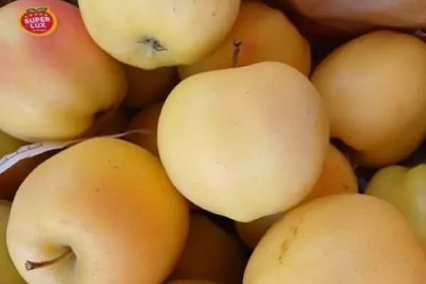 تصویر 1 از خرید و قیمت سیب سفید ماتیکی + فروش عمده