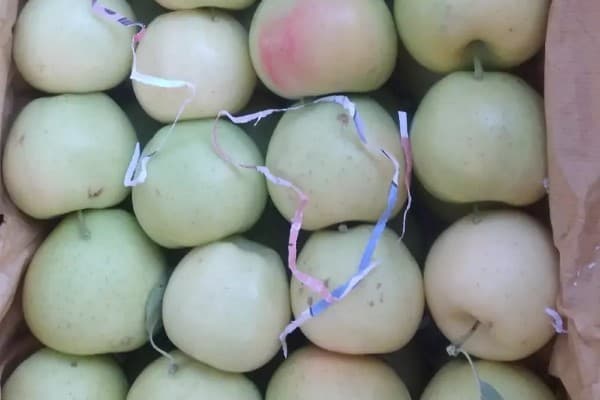 تصویر 3 از خرید و قیمت سیب سفید ماتیکی + فروش عمده