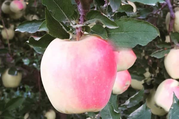 تصویر 4 از خرید و قیمت سیب سفید ماتیکی + فروش عمده