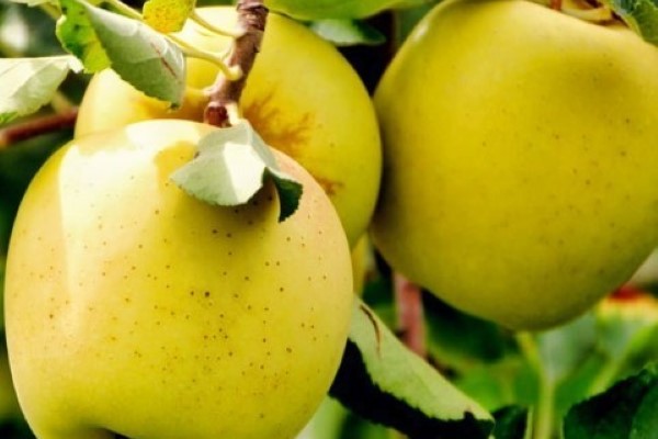 تصویر 3 از خرید و قیمت سیب زرد صادراتی + فروش عمده
