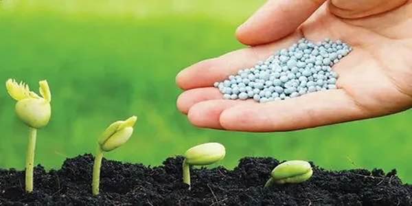 تصویر 2 از خرید کود مرغی ارگانیک + قیمت فروش استثنایی