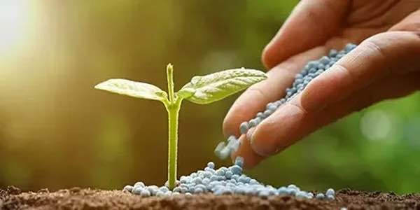تصویر 5 از خرید کود مرغی ارگانیک + قیمت فروش استثنایی