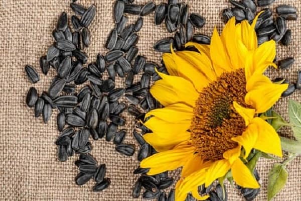 تصویر 3 از قیمت خرید تخمه سیاه ریز با فروش عمده