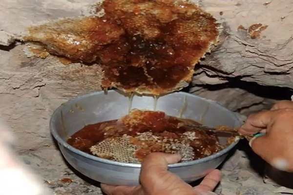 تصویر 5 از فروش عسل کوهی اصل + قیمت خرید به صرفه