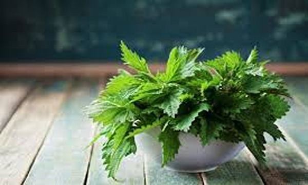 تصویر 5 از فروش گیاه دارویی گزنه + فروش ویژه