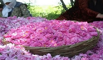 تصویر 2 از خرید و قیمت غنچه گل محمدی + فروش عمده