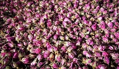 تصویر 5 از خرید و قیمت غنچه گل محمدی + فروش عمده
