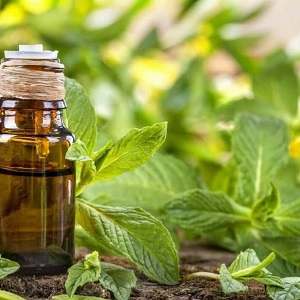 قیمت خرید اسانس نعنا فلفلی + فروش ویژه