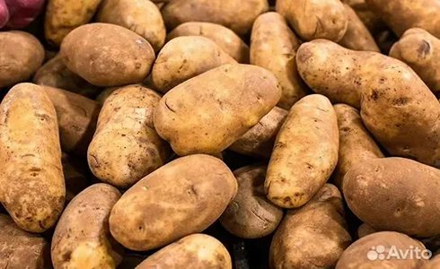 تصویر 3 از خرید و قیمت سیب زمینی زعفرانی + فروش عمده