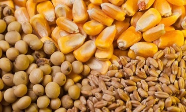 تصویر 4 از قیمت خرید مکمل دام مولتی مکس + فروش ویژه