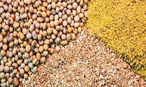 تصویر 1 از قیمت خرید مکمل دام مولتی مکس + فروش ویژه