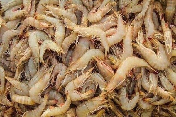 تصویر 5 از خرید میگو جنوب ایران + قیمت فروش استثنایی