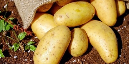 تصویر 1 از خرید و قیمت سیب زمینی درجه یک + فروش عمده