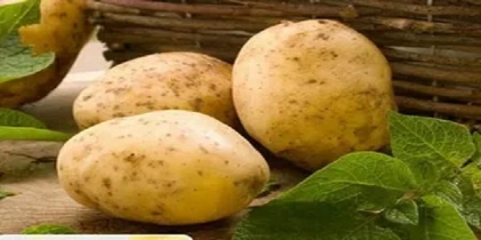 تصویر 4 از خرید و قیمت سیب زمینی درجه یک + فروش عمده
