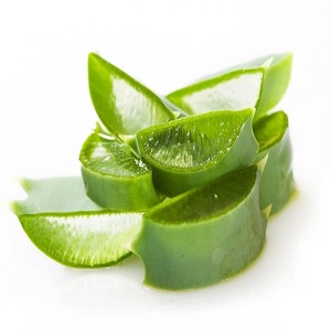 قیمت خرید برگ آلوئه ورا عمده + فروش ویژه