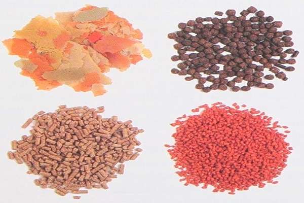 تصویر 1 از فروش خوراک ماهی آکواریومی + قیمت خرید به صرفه