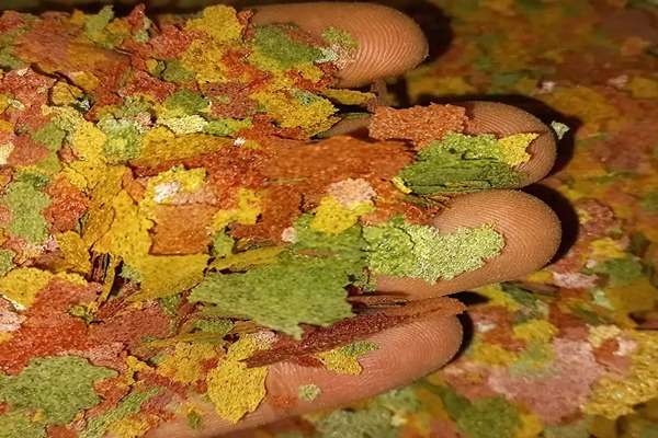 تصویر 5 از فروش خوراک ماهی آکواریومی + قیمت خرید به صرفه