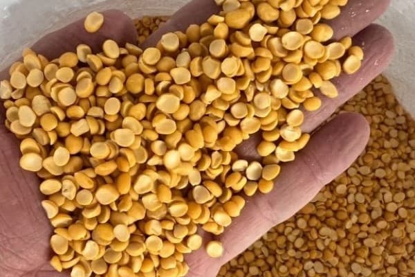 تصویر 5 از قیمت خرید لپه درجه یک آذرشهر با فروش عمده