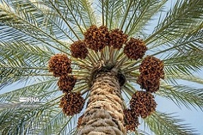 تصویر 4 از قیمت خرما زاهدی بوشهری + پخش تولیدی عمده کارخانه