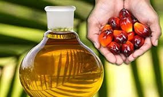 تصویر 3 از خرید و قیمت روغن هسته خرما پالم + فروش عمده