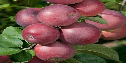 تصویر 1 از خرید و قیمت سیب صادراتی ارومیه + فروش عمده