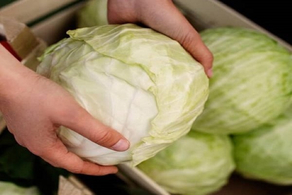 تصویر 5 از قیمت خرید کلم سفید ارومیه + فروش ویژه