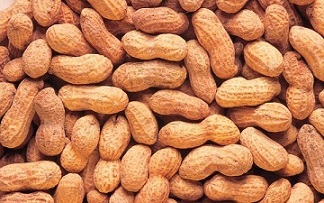 تصویر 2 از قیمت بادام زمینی آستانه + پخش تولیدی عمده کارخانه