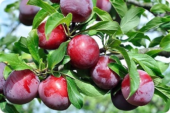 تصویر 3 از بهترین آلو شابلون خشک + قیمت خرید عالی