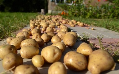 تصویر 1 از خرید سیب زمینی عمده + قیمت فروش استثنایی