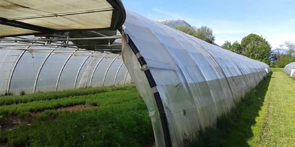 تصویر 5 از خرید نایلون گلخانه ای ضخیم + قیمت عالی باکیفیت