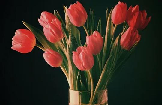 تصویر 5 از خرید و قیمت گل لاله گلدانی + فروش عمده