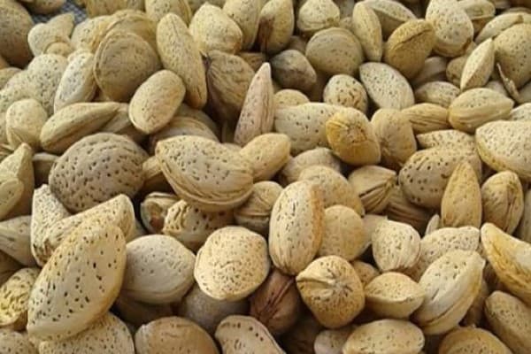 تصویر 3 از قیمت خرید بادام مامایی درجه یک با فروش عمده