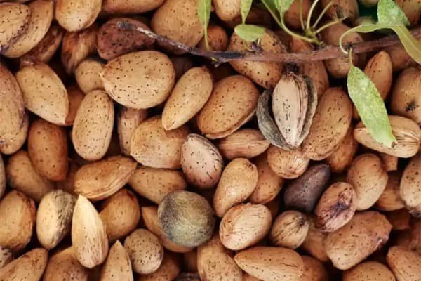 تصویر 1 از قیمت خرید بادام مامایی درجه یک با فروش عمده