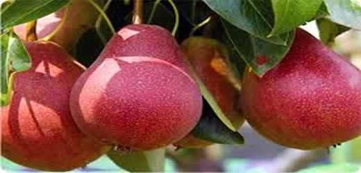تصویر 2 از قیمت خرید نهال گلابی ردآنجو + فروش ویژه
