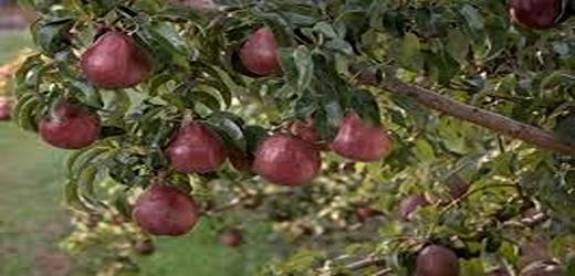 تصویر 4 از قیمت خرید نهال گلابی ردآنجو + فروش ویژه