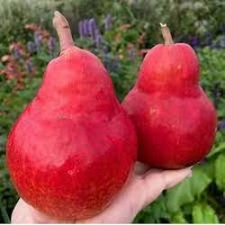 قیمت خرید نهال گلابی ردآنجو + فروش ویژه