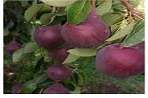 تصویر 1 از قیمت خرید نهال گلابی ردآنجو + فروش ویژه