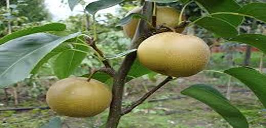 تصویر 4 از قیمت نهال گلابی پرتقالی + خرید باور نکردنی