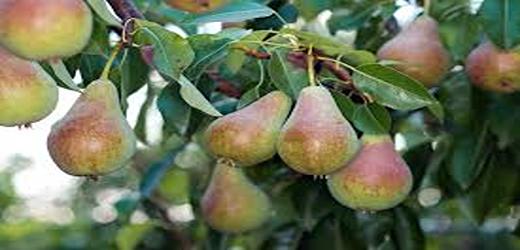 تصویر 5 از قیمت نهال گلابی پرتقالی + خرید باور نکردنی