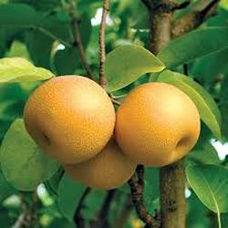 قیمت نهال گلابی پرتقالی + خرید باور نکردنی