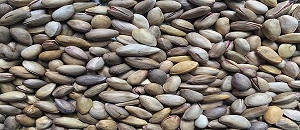 تصویر 5 از قیمت خرید پسته احمد آقایی خام + فروش ویژه