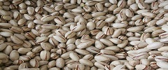 تصویر 4 از قیمت خرید پسته تازه دامغان + فروش ویژه