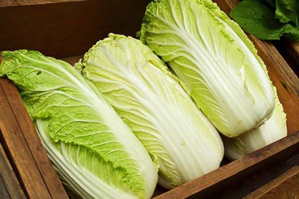 تصویر 2 از فروش کاهو چینی اصفهان + قیمت خرید به صرفه