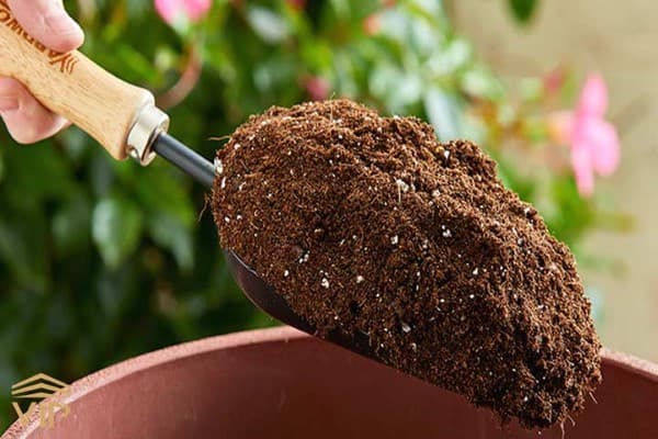تصویر 4 از قیمت خاک مناسب زاموفیلیا با کیفیت ارزان + خرید عمده