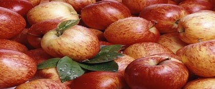 تصویر 1 از خرید و قیمت خرید سیب سرخ کرمان + فروش صادراتی