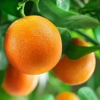 خرید و قیمت نهال پرتقال تامسون + فروش عمده