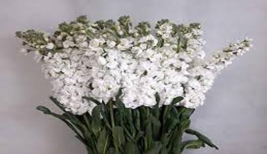 تصویر 5 از قیمت گل شب بو عمده + خرید باور نکردنی