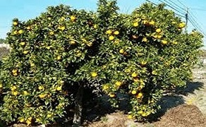 تصویر 1 از قیمت خرید نهال لیمو شیرین + فروش ویژه