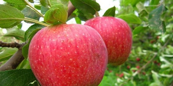 تصویر 1 از خرید سیب قرمز شاهرود + قیمت عالی باکیفیت