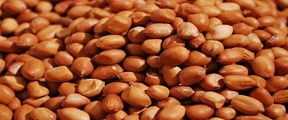 تصویر 1 از قیمت خرید بادام زمینی صادراتی + فروش ویژه